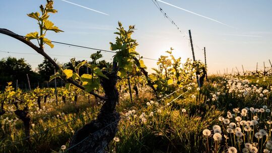 Morgens in Rheinland-Pfalz