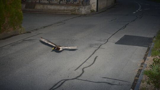 Rasende Ente in der Radarfalle