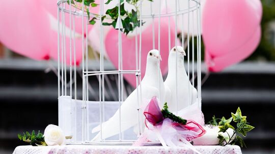 Weiße Tauben für Hochzeit