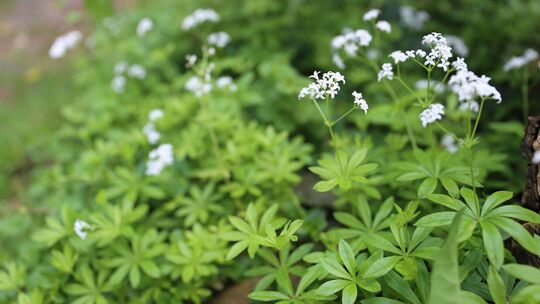 Waldmeister (Galium odoratum) blüht in einem Garten