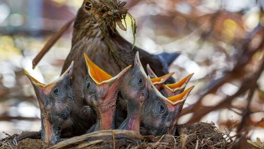 Eine Amsel sitzt mit ihren Küken in einem Nest