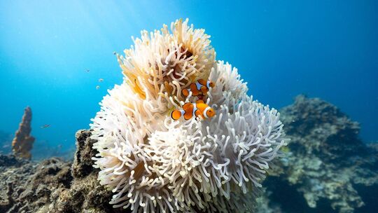 Clownfische an einer Anemone