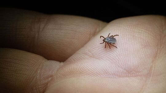Buntzecke (Dermacentor reticulatus) krabbelt über eine Hand