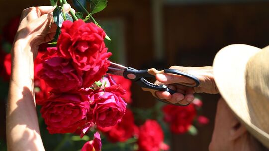 Ein Mann schneidet Blüten an einem Rosenstrauch ab