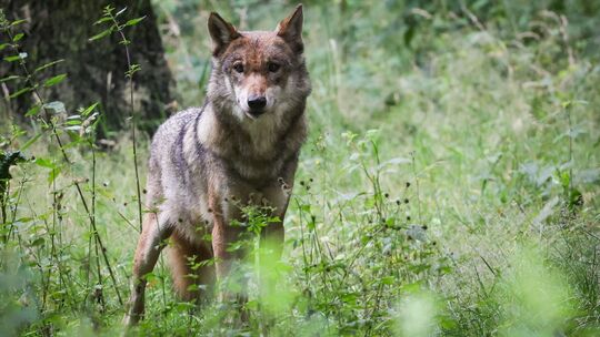 Wolf