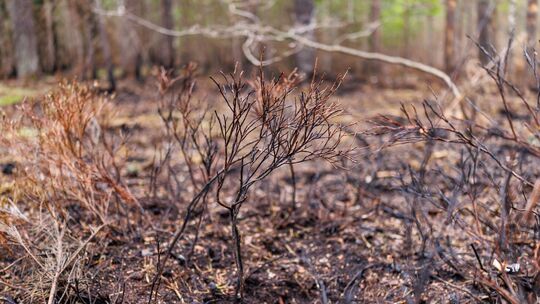 Waldbrand