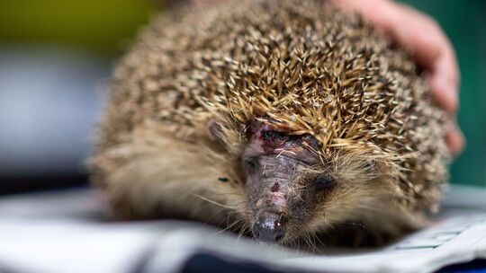 Tödliche Gefahr für Igel - Mähroboter