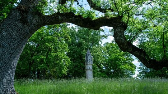 Klimaschäden in historischen Parkanlagen
