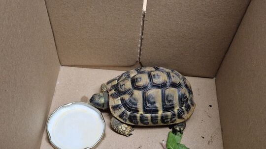 Schildkröte