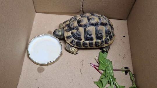 Die Polizei suchte den Schildkröten-Besitzer
