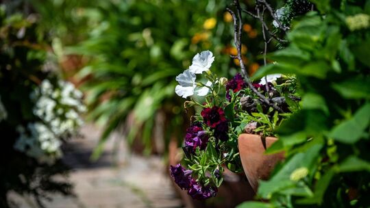 Pflanzenkübel in einem Garten