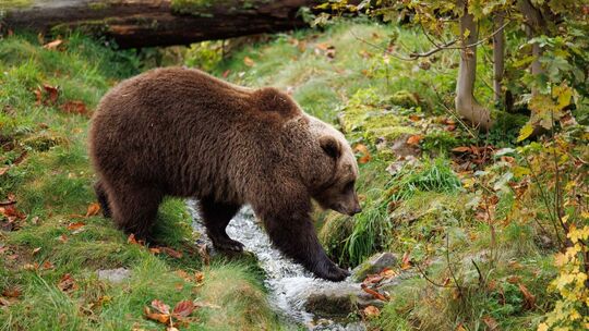 Ein Braunbär