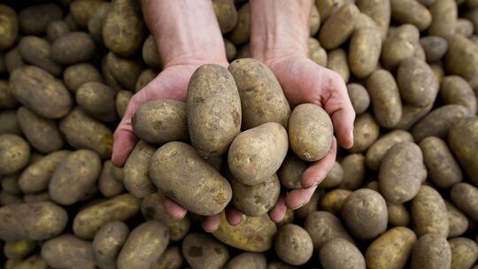 Kartoffelernte