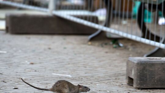 Ratte