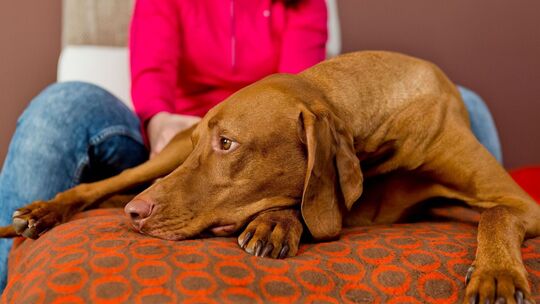Eine Frau sitzt mit einem Hund auf einer Couch