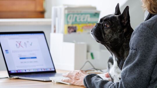 Eine Frau arbeitet mit einem Hund auf dem Schoß am Laptop