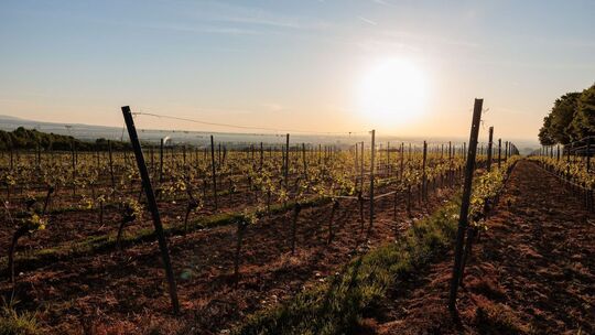 Morgens in Rheinland-Pfalz
