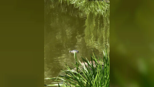 Falscher Alligator