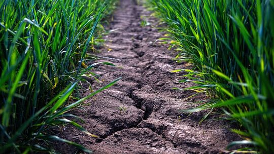 Trockenheit in der Landwirtschaft