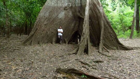 Baumringe erzählen von veränderten Niederschlägen im Amazonas