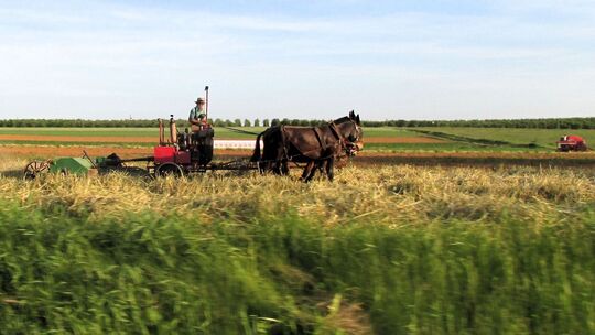 Ein amischer Bauer mäht auf einem Feld