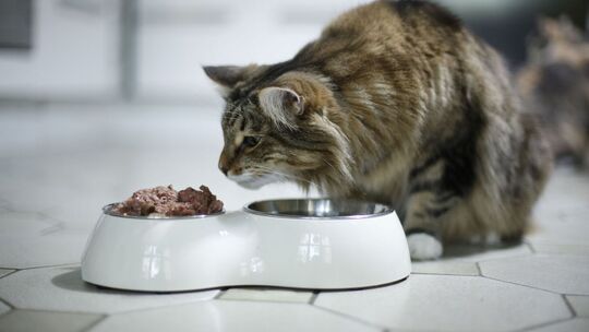 Katze am Futternapf