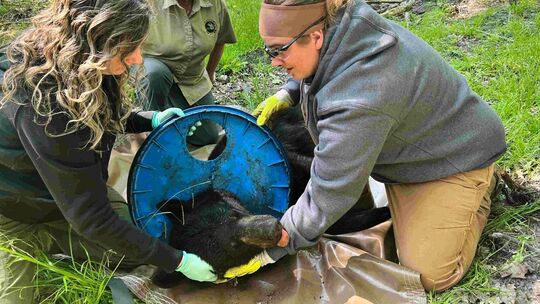 Bär nach zwei Jahren von Plastikdeckel befreit
