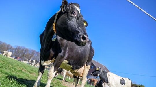 Milchkühe