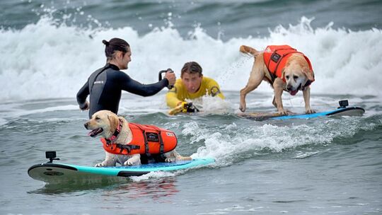 «Incredible Dog Challenge» - Surfmeisterschaft für Hunde