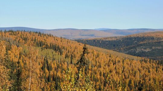 Herbstlich gefärbte Wälder in Alaska