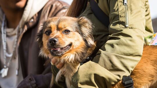 Ein Paar mit Hund