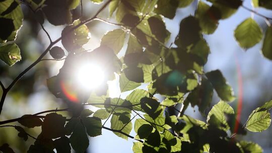 Buchen im Sonnenschein