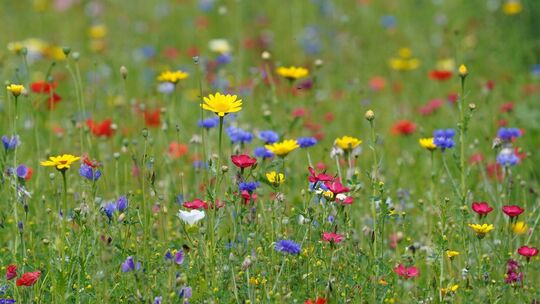 Wildblumenwiese