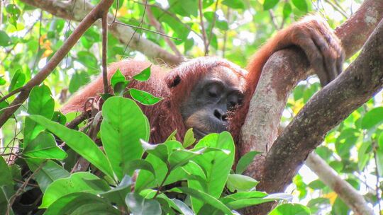 Orang Utan schläft in den Baumwipfeln