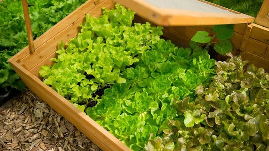 Junger Salat in einem Beetkasten