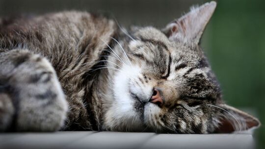 Schlafende Katze