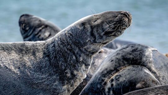 Kegelrobben-Bestand im Wattenmeer