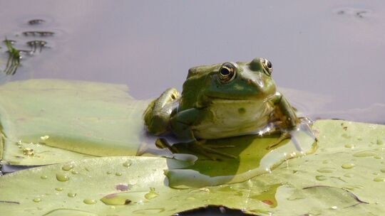 Frosch