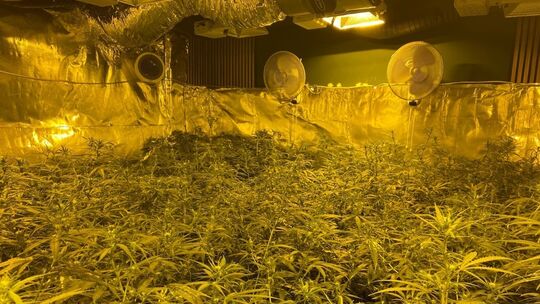 Foto einer der durchsuchten Plantagen