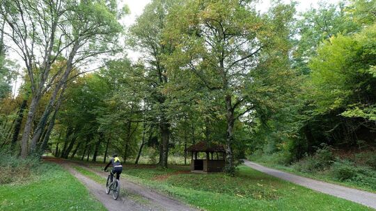 Ein Radfahrer fährt auf einem Waldweg