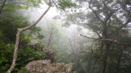 Shenandoah-Nationalpark in den USA
