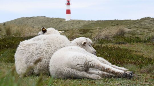 Stella Kinne bewacht Schafe und Seehunde auf Sylt