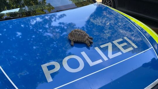 Schildkröte