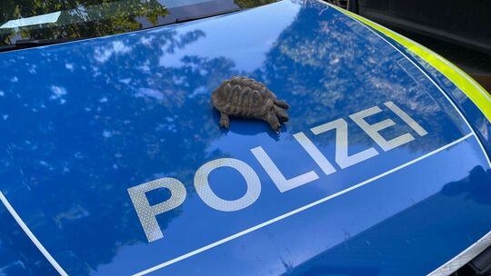 Streit um Schildkröte