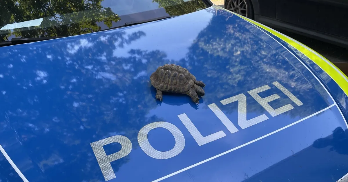 Kurioser Nachbarschaftsstreit : Zwei Familien wollen Schildkröte betreuen