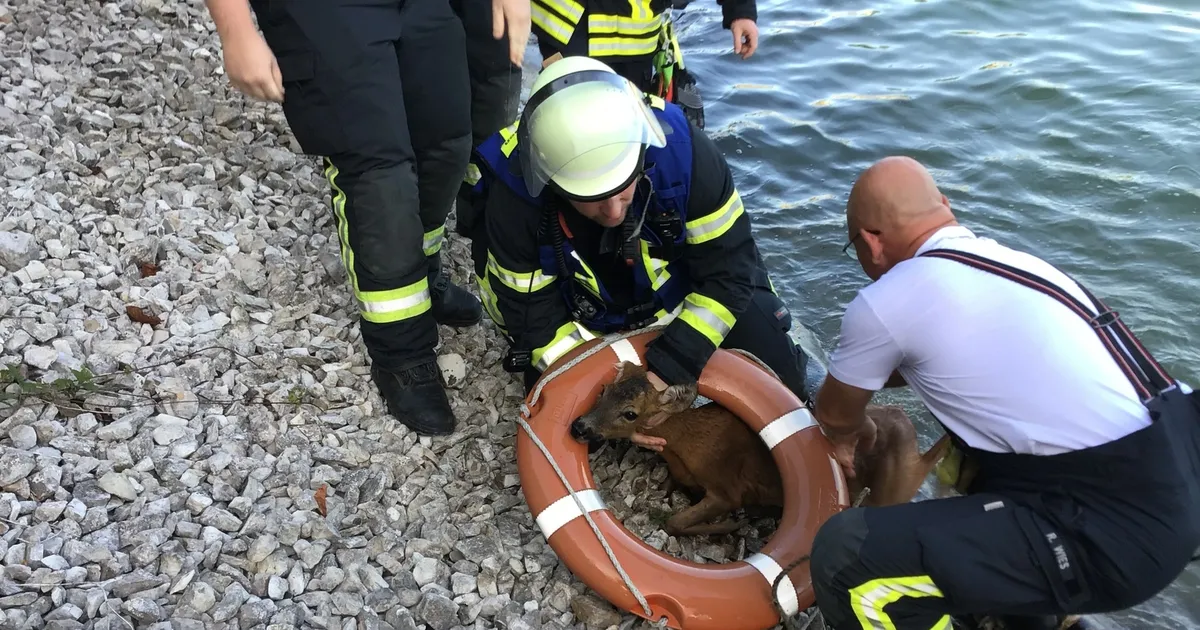 Behutsam an Land geholt: Feuerwehr rettet Reh vor dem Ertrinken