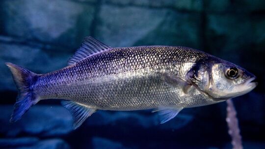 Wolfsbarsch im Nordsee-Bereich des Aquarium Wilhelmshaven