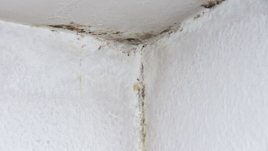 Schimmel in einer Wohnung
