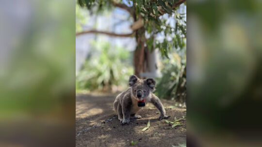 Koalas
