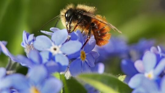 Wildbiene sitzt auf einem Balkon auf Vergissmeinnicht-Blüten